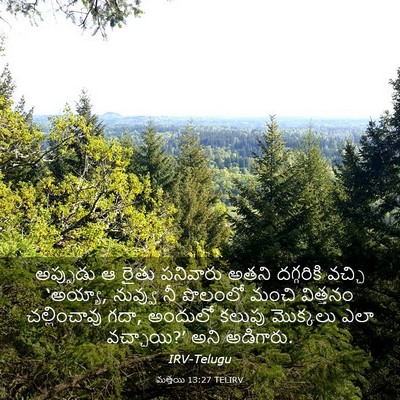 Picture 03 - మత్తయి 13:27 TELIRV - అప్పుడు ఆ రైతు - Bible Verse Picture