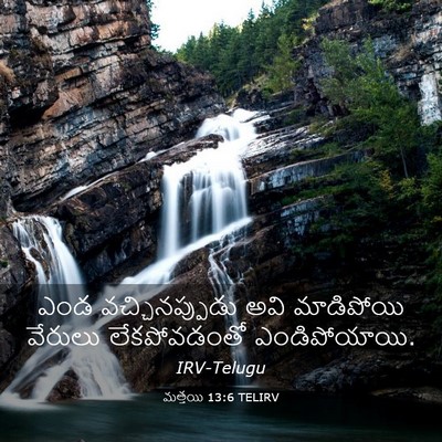 Picture 03 - మత్తయి 13:6 TELIRV - ఎండ వచ్చినప్పుడు - Bible Verse Picture