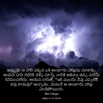Picture 03 - మత్తయి 21:19 TELIRV - అప్పుడు ఆ దారి - Bible Verse Picture