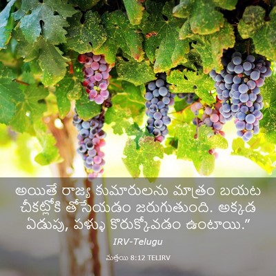 Picture 03 - మత్తయి 8:12 TELIRV - అయితే రాజ్య - Bible Verse Picture