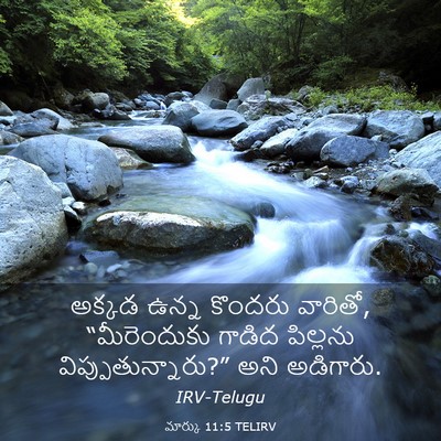 Picture 03 - మార్కు 11:5 TELIRV - అక్కడ ఉన్న కొందరు - Bible Verse Picture
