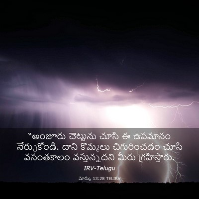 Picture 03 - మార్కు 13:28 TELIRV - “అంజూరు చెట్టును - Bible Verse Picture