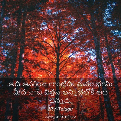 Picture 03 - మార్కు 4:31 TELIRV - అది ఆవగింజ - Bible Verse Picture