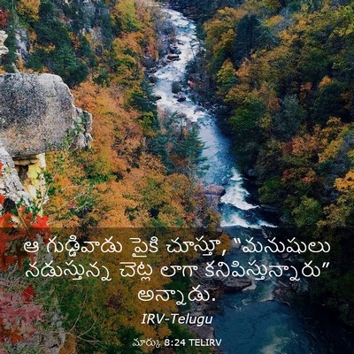 Picture 03 - మార్కు 8:24 TELIRV - ఆ గుడ్డివాడు పైకి - Bible Verse Picture