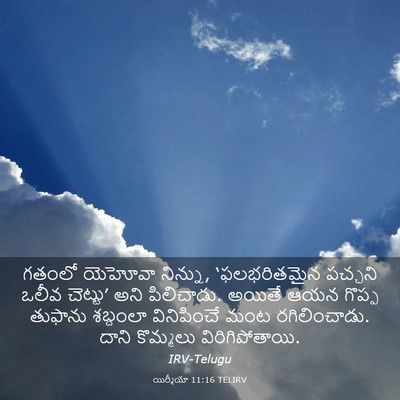 Picture 03 - యిర్మీయా 11:16 TELIRV - గతంలో యెహోవా - Bible Verse Picture