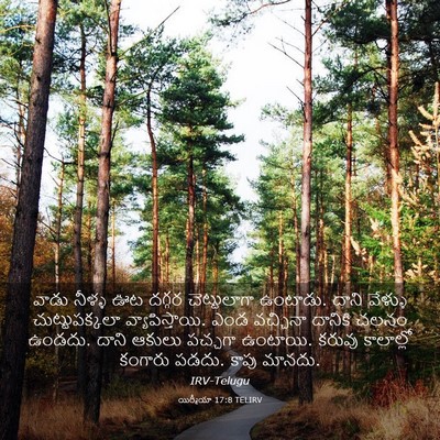 Picture 03 - యిర్మీయా 17:8 TELIRV - వాడు నీళ్ళ ఊట - Bible Verse Picture