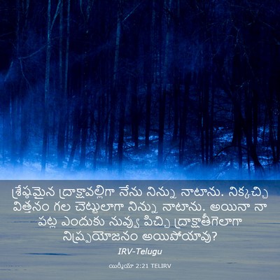 Picture 03 - యిర్మీయా 2:21 TELIRV - శ్రేష్ఠమైన - Bible Verse Picture