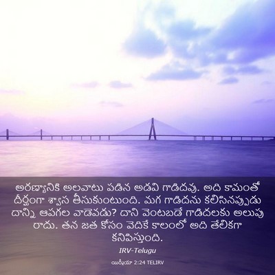 Picture 03 - యిర్మీయా 2:24 TELIRV - అరణ్యానికి అలవాటు - Bible Verse Picture