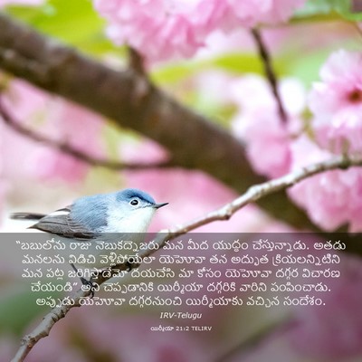 Picture 03 - యిర్మీయా 21:2 TELIRV - “బబులోను రాజు - Bible Verse Picture