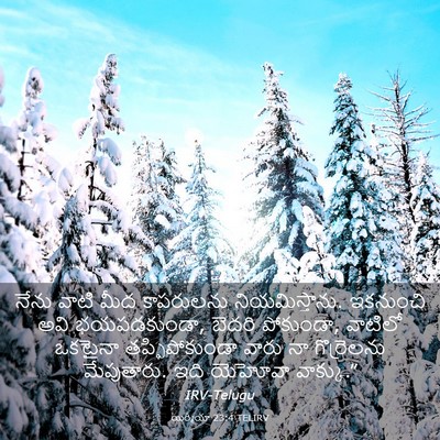 Picture 03 - యిర్మీయా 23:4 TELIRV - నేను వాటి మీద - Bible Verse Picture
