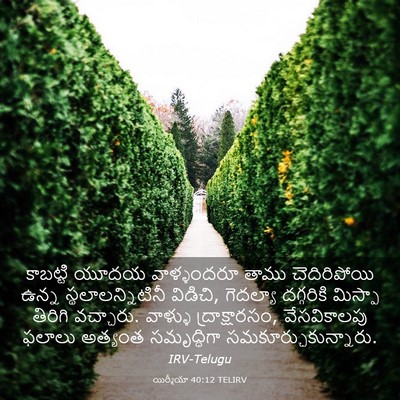 Picture 03 - యిర్మీయా 40:12 TELIRV - కాబట్టి యూదయ - Bible Verse Picture