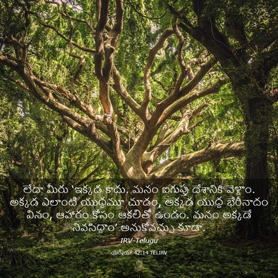 Picture 03 - యిర్మీయా 42:14 TELIRV - లేదా మీరు ‘ఇక్కడ - Bible Verse Picture