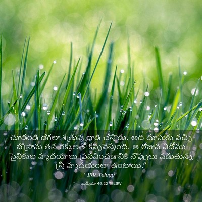 Picture 03 - యిర్మీయా 49:22 TELIRV - చూడండి డేగలా - Bible Verse Picture