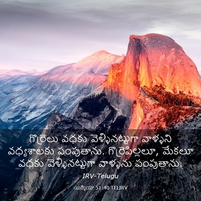 Picture 03 - యిర్మీయా 51:40 TELIRV - గొర్రెలు వధకు - Bible Verse Picture