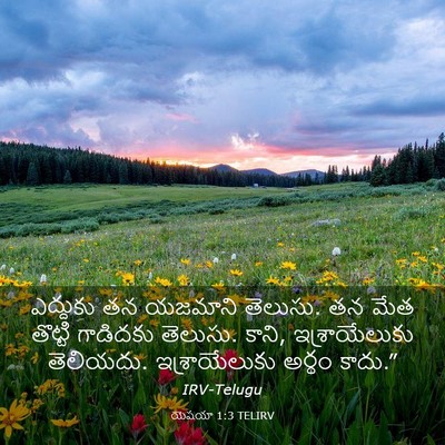 Picture 03 - యెషయా 1:3 TELIRV - ఎద్దుకు తన యజమాని - Bible Verse Picture