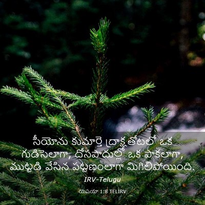 Picture 03 - యెషయా 1:8 TELIRV - సీయోను కుమార్తె - Bible Verse Picture