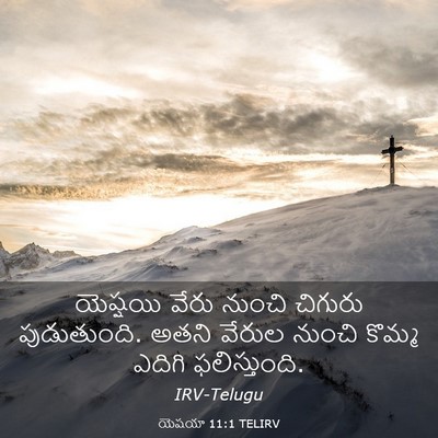 Picture 03 - యెషయా 11:1 TELIRV - యెష్షయి వేరు - Bible Verse Picture