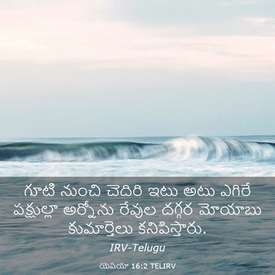 Picture 03 - యెషయా 16:2 TELIRV - గూటి నుంచి చెదిరి - Bible Verse Picture