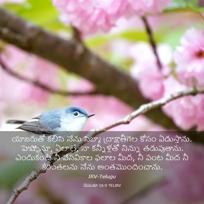Picture 03 - యెషయా 16:9 TELIRV - యాజరుతో కలిసి - Bible Verse Picture