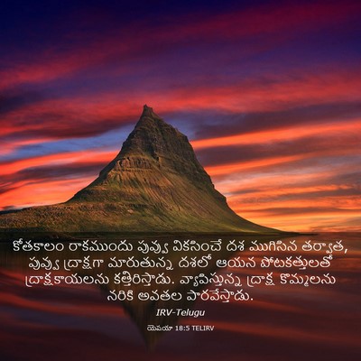 Picture 03 - యెషయా 18:5 TELIRV - కోతకాలం రాకముందు - Bible Verse Picture