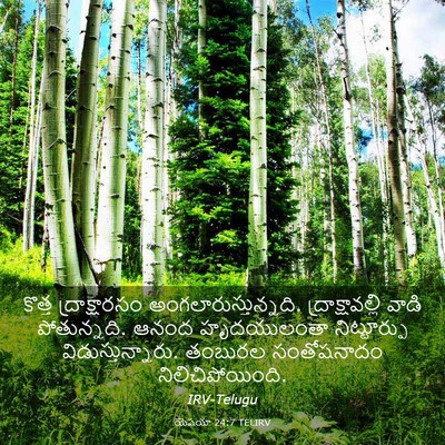 Picture 03 - యెషయా 24:7 TELIRV - కొత్త ద్రాక్షారసం - Bible Verse Picture