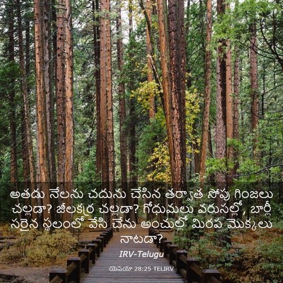 Picture 03 - యెషయా 28:25 TELIRV - అతడు నేలను చదును - Bible Verse Picture