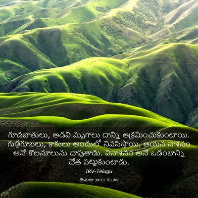 Picture 03 - యెషయా 34:11 TELIRV - గూడబాతులు, అడవి - Bible Verse Picture