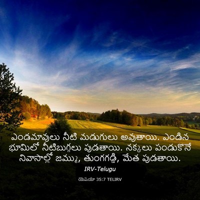 Picture 03 - యెషయా 35:7 TELIRV - ఎండమావులు నీటి - Bible Verse Picture