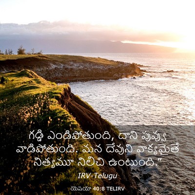 Picture 03 - యెషయా 40:8 TELIRV - గడ్డి - Bible Verse Picture