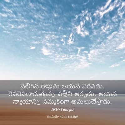 Picture 03 - యెషయా 42:3 TELIRV - నలిగిన రెల్లును - Bible Verse Picture