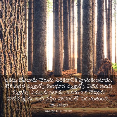 Picture 03 - యెషయా 44:14 TELIRV - ఒకడు దేవదారు - Bible Verse Picture