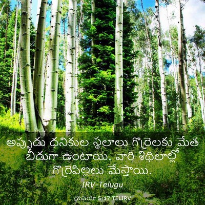 Picture 03 - యెషయా 5:17 TELIRV - అప్పుడు ధనికుల - Bible Verse Picture