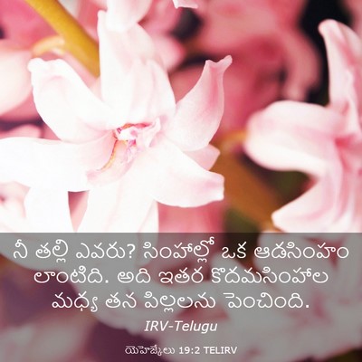 Picture 03 - యెహెజ్కేలు 19:2 TELIRV - నీ తల్లి ఎవరు? - Bible Verse Picture