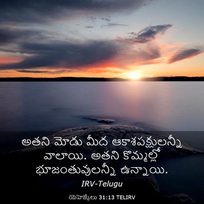 Picture 03 - యెహెజ్కేలు 31:13 TELIRV - అతని మోడు మీద - Bible Verse Picture