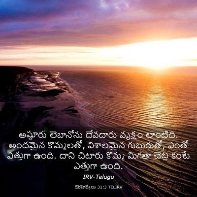 Picture 03 - యెహెజ్కేలు 31:3 TELIRV - అష్షూరు లెబానోను - Bible Verse Picture