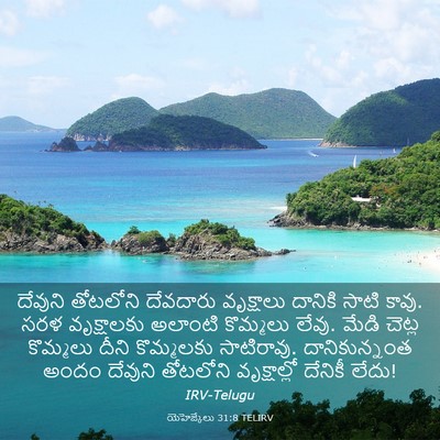 Picture 03 - యెహెజ్కేలు 31:8 TELIRV - దేవుని తోటలోని - Bible Verse Picture