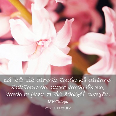 Picture 03 - యోనా 1:17 TELIRV - ఒక పెద్ద చేప - Bible Verse Picture