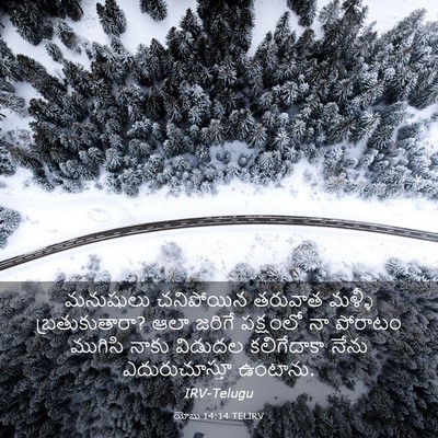 Picture 03 - యోబు 14:14 TELIRV - మనుషులు చనిపోయిన - Bible Verse Picture
