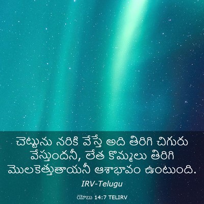 Picture 03 - యోబు 14:7 TELIRV - చెట్టును నరికి - Bible Verse Picture