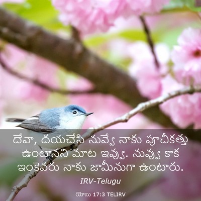 Picture 03 - యోబు 17:3 TELIRV - దేవా, దయచేసి - Bible Verse Picture