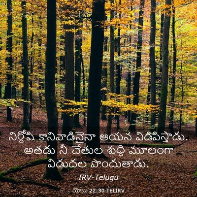 Picture 03 - యోబు 22:30 TELIRV - నిర్దోషి - Bible Verse Picture