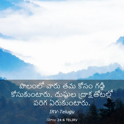 Picture 03 - యోబు 24:6 TELIRV - పొలంలో వారు తమ - Bible Verse Picture