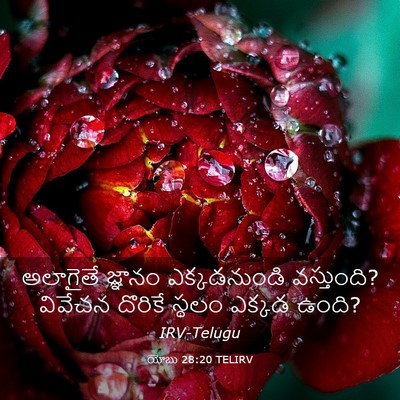 Picture 03 - యోబు 28:20 TELIRV - అలాగైతే జ్ఞానం - Bible Verse Picture