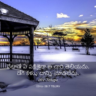 Picture 03 - యోబు 28:7 TELIRV - వేటాడే ఏ - Bible Verse Picture