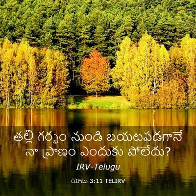 Picture 03 - యోబు 3:11 TELIRV - తల్లి గర్భం నుండి - Bible Verse Picture