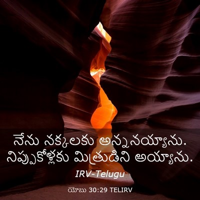 Picture 03 - యోబు 30:29 TELIRV - నేను నక్కలకు - Bible Verse Picture