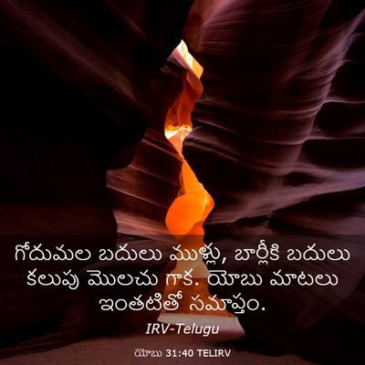 Picture 03 - యోబు 31:40 TELIRV - గోదుమల బదులు - Bible Verse Picture