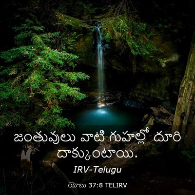 Picture 03 - యోబు 37:8 TELIRV - జంతువులు వాటి - Bible Verse Picture