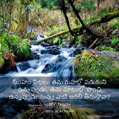Picture 03 - యోబు 38:40 TELIRV - సింహం పిల్లలు తమ - Bible Verse Picture