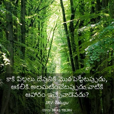Picture 03 - యోబు 38:41 TELIRV - కాకి పిల్లలు - Bible Verse Picture